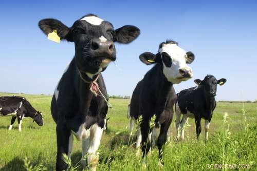 Effective Stewardship Policy Cuts Antimicrobial Use on Farms