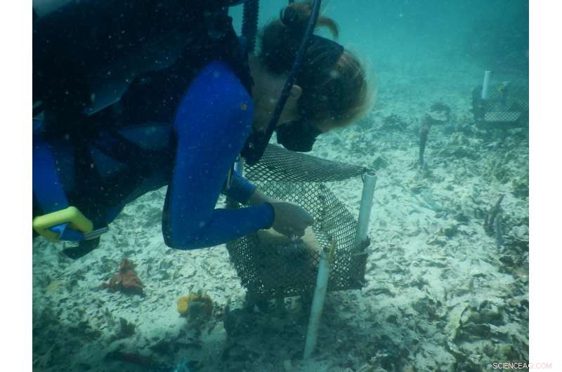 Tiny Grazers Offer Fresh Hope for Caribbean Reef Recovery