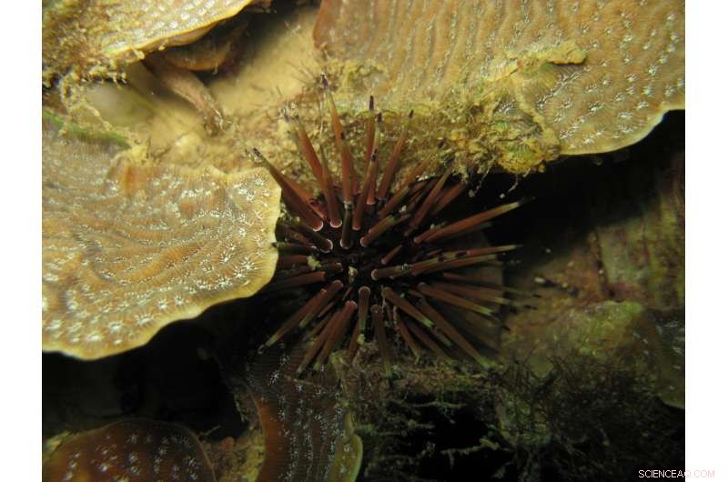 Tiny Grazers Offer Fresh Hope for Caribbean Reef Recovery