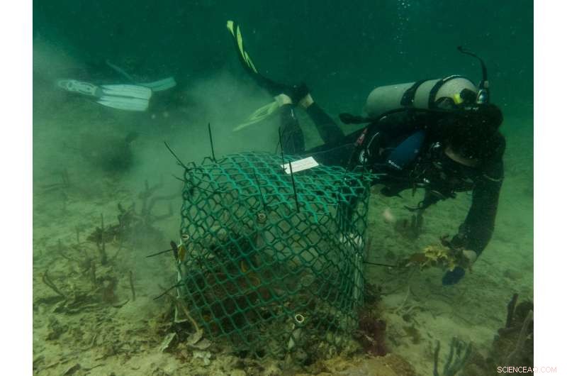 Tiny Grazers Offer Fresh Hope for Caribbean Reef Recovery