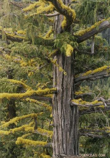 Study Reveals Rapid Decline of Tree Species Due to Climate Warming