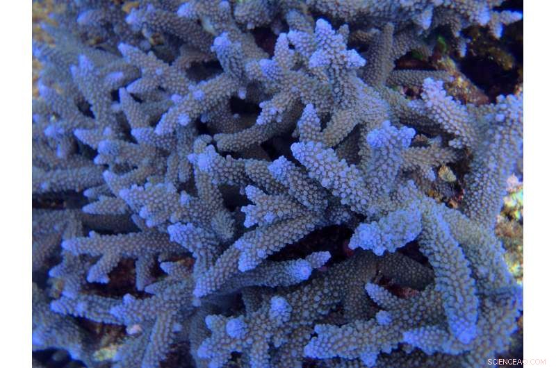 Great Barrier Reef Once Nearly Drowned—Critical Climate Insights