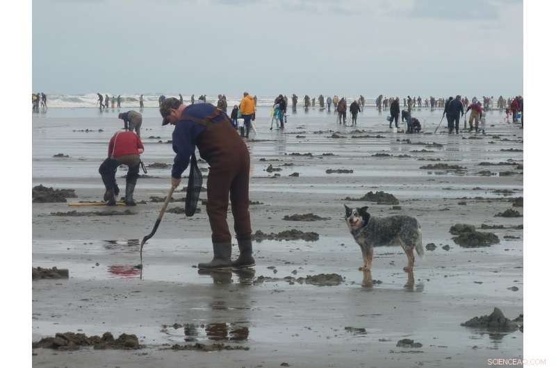 El Niño & Pacific Decadal Oscillation Drive Domoic Acid Shellfish Poisoning