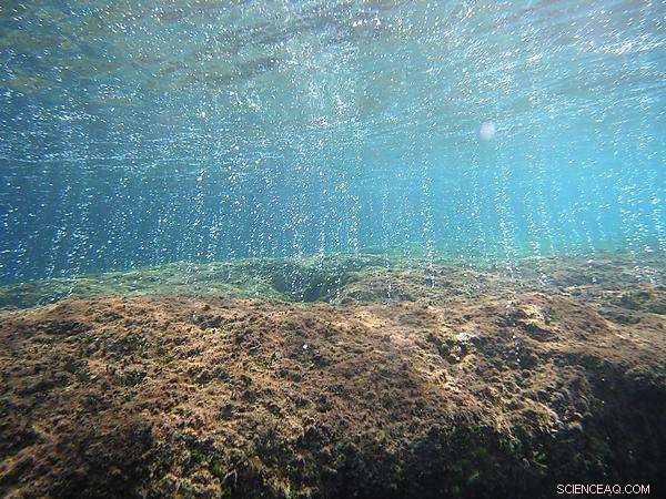 Groundbreaking Global Study Highlights Ocean Acidification’s Potential to Alter Marine Species Distribution