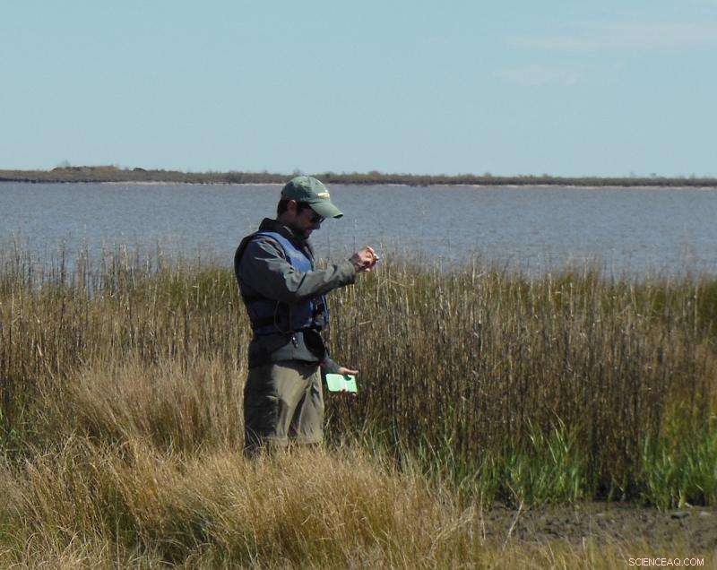Deepwater Horizon Spill: Oyster Size Remains Unchanged, Study Finds