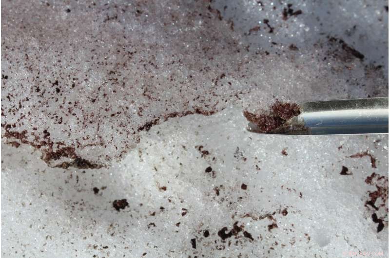 Algae Thrive in Cold Environments: How Low Temperatures Boost Their Growth