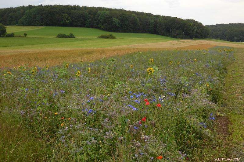 How to Make EU s Greening Initiative Even Greener