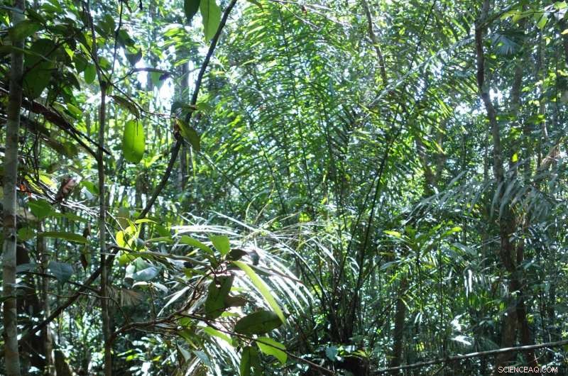 Scientists Map Congo Basin’s Largest Tropical Peatland, Uncovering New Environmental Treasure