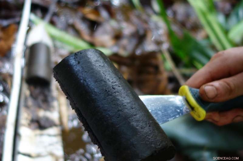 Scientists Map Congo Basin’s Largest Tropical Peatland, Uncovering New Environmental Treasure