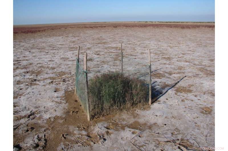 Grazer Pressure Accelerates Ecosystem Collapse During Droughts