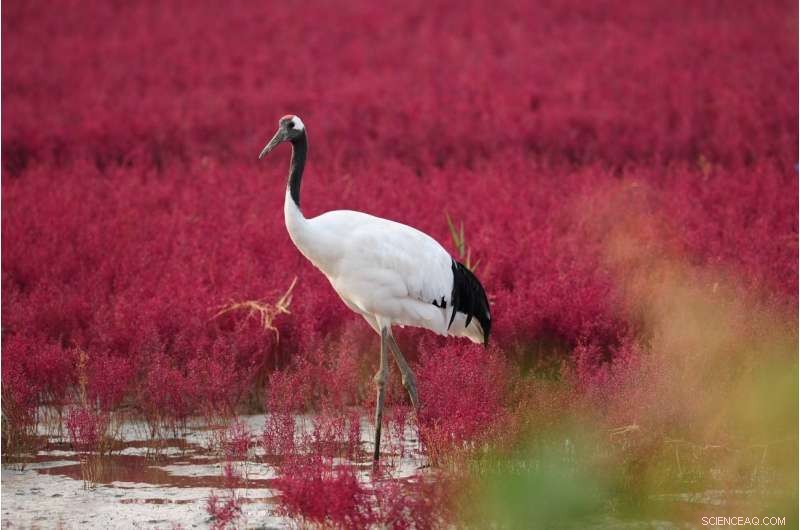 Grazer Pressure Accelerates Ecosystem Collapse During Droughts