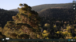 Mont Ventoux Forest: A Natural Laboratory for Climate Change Research