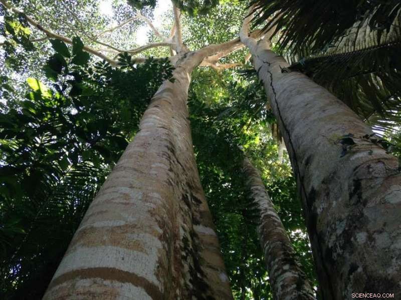 Where Carbon Finance Should Focus to Maximize Conservation Impact – New Research Insights