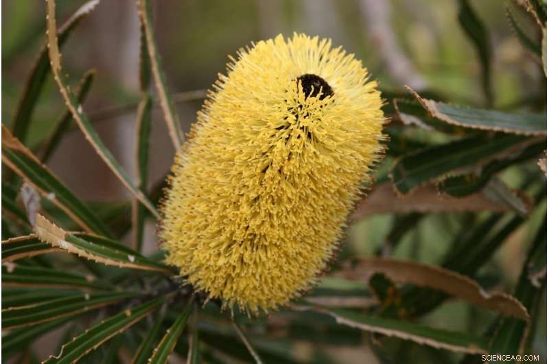 Microbes Drive Biodiversity in Tropical Rainforests
