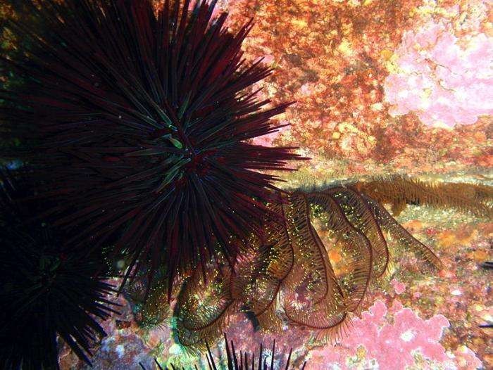 Can a Stone, a Skip, and a Hop Protect Port Phillip Bay?