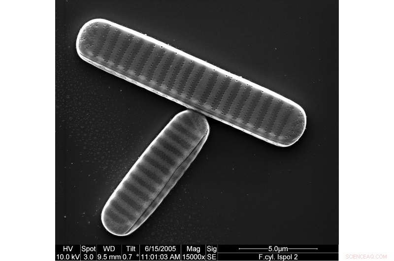 Unveiling Antarctic Adaptations in Diatoms: Insights into Photosynthetic Microorganism Resilience