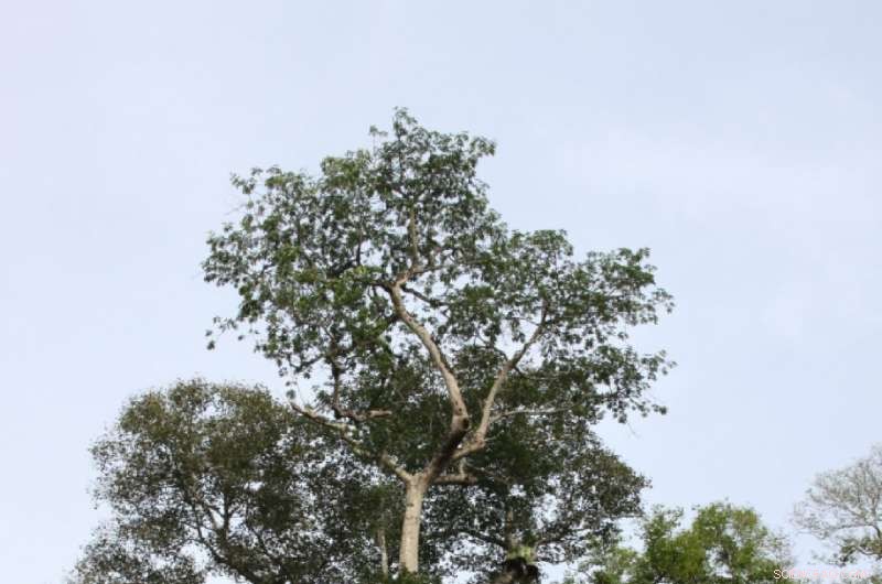 Researchers Warn: Central African Trees at Risk of Extinction