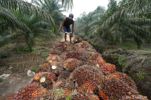 HSBC Accused of Financing Indonesian Forest Destruction, Greenpeace Reports