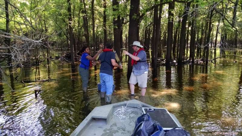 Restored Floodplain Revitalizes Mississippi River: How Nature’s Filter Heals the Ecosystem