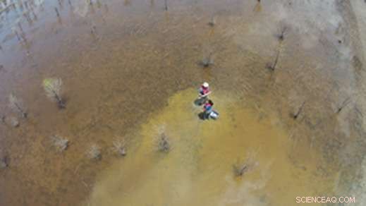 Restored Floodplain Revitalizes Mississippi River: How Nature’s Filter Heals the Ecosystem