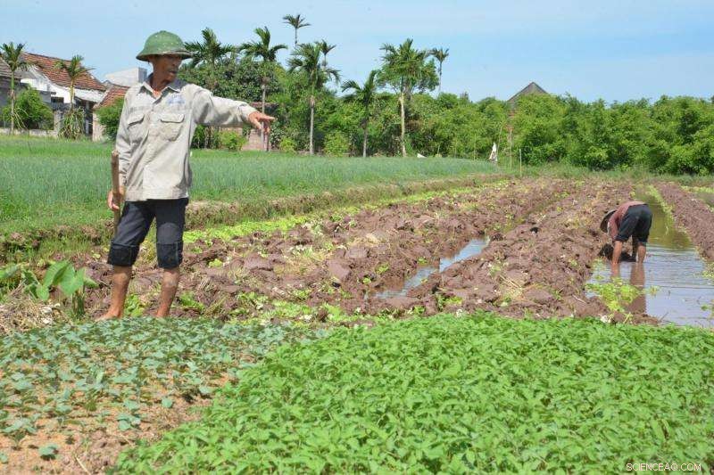 Sea-Level Rise Threatens Global Food Security