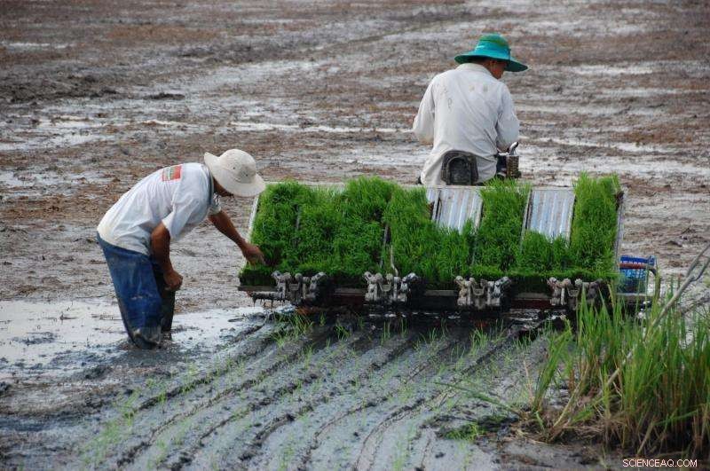 Sea-Level Rise Threatens Global Food Security