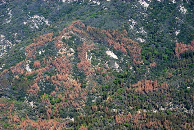 Forest Resilience Under Drought: How Much Dryness Can Trees Withstand?