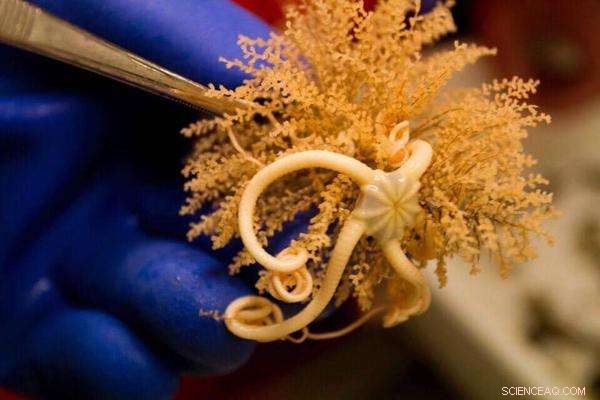 ACE Expedition Concludes First Leg Around Antarctica, Arrives in Hobart