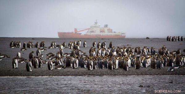 ACE Expedition Concludes First Leg Around Antarctica, Arrives in Hobart