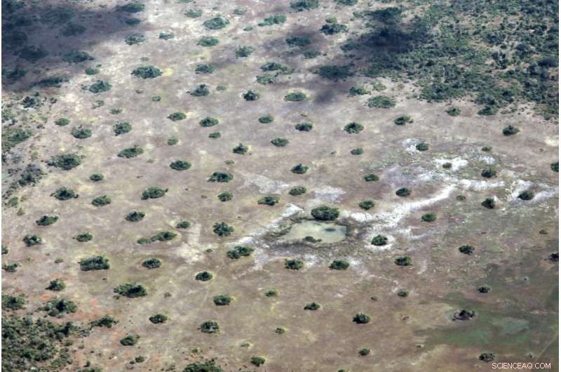 African Fairy Circles: A Blueprint for Nature’s Repeated Patterns
