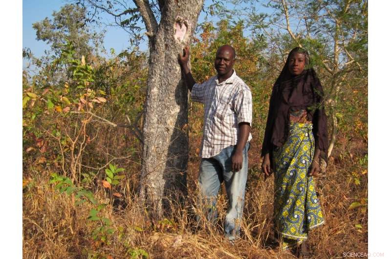 How Forest Trees Boost Rural Farmers  Income Across Africa