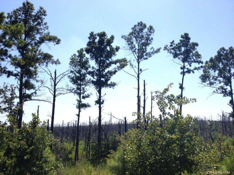 Oaks May Naturally Replace Pines in the Severely Burned Lost Pines—No Human Intervention Needed