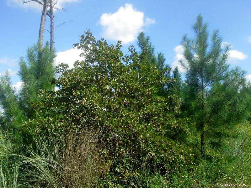 Oaks May Naturally Replace Pines in the Severely Burned Lost Pines—No Human Intervention Needed