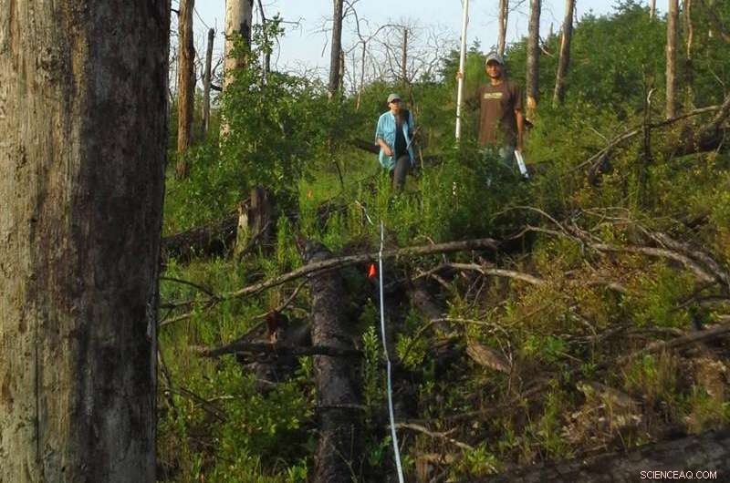 Oaks May Naturally Replace Pines in the Severely Burned Lost Pines—No Human Intervention Needed
