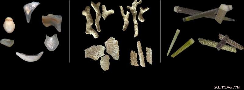 New Study Reveals Parrotfish as Key Drivers of Coral Reef Health