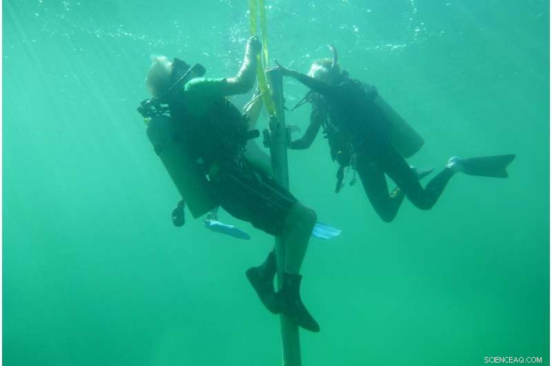 New Study Reveals Parrotfish as Key Drivers of Coral Reef Health