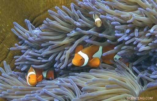 Study Reveals Slow Recovery of Coral Reefs After Climate-Driven Bleaching