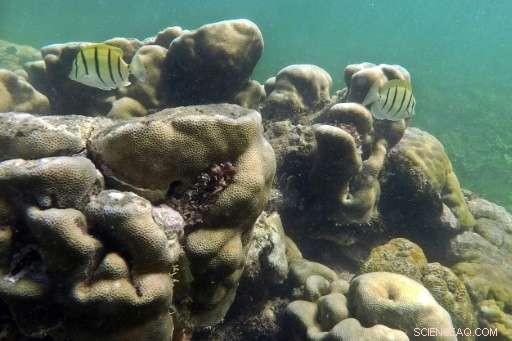 Study Reveals Slow Recovery of Coral Reefs After Climate-Driven Bleaching