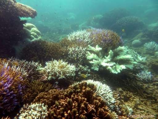 Study Reveals Slow Recovery of Coral Reefs After Climate-Driven Bleaching