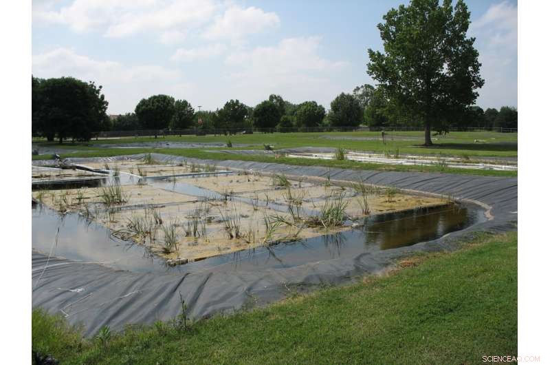 Floating Wetlands: Innovative Solutions for Water Treatment