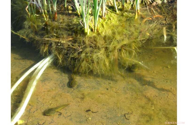 Floating Wetlands: Innovative Solutions for Water Treatment