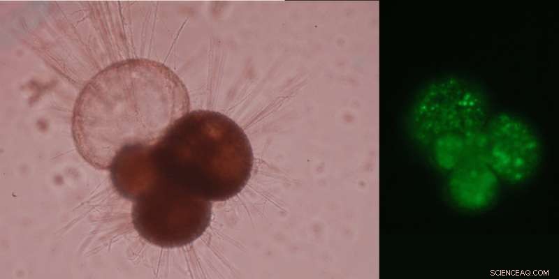 Ocean Acidification Boosts Shell Formation in Marine Organisms