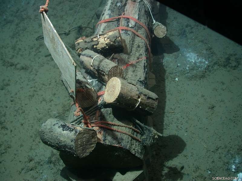Submerged Logs Become Thriving Deep-Sea Habitats