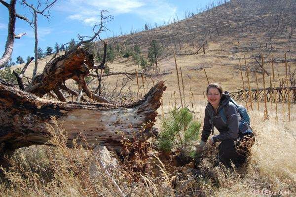 Colorado Forests Struggle to Rebound After Wildfires