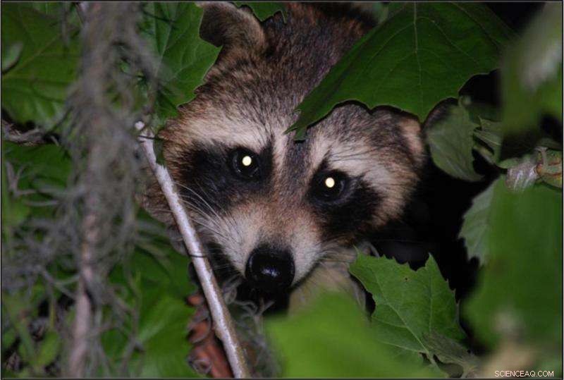 Coal Burning Releases Toxic Contaminants Accumulating in Raccoons  Livers