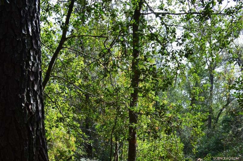 Coal Burning Releases Toxic Contaminants Accumulating in Raccoons  Livers