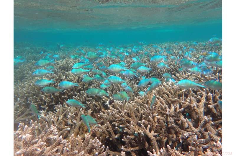 Marine Ecosystems Demonstrate Strong Resilience to Climate Disturbances