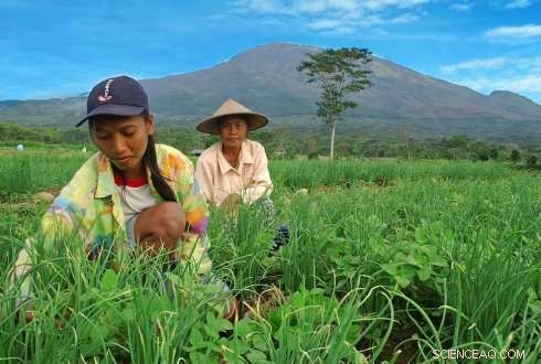 Indonesian Farmers Adopt Efficient Production Techniques and Modern Varieties to Boost Vegetable Yields