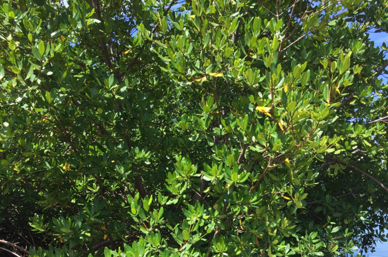 Updated Analysis Confirms Mangroves, Tidal Marshes, and Seagrass Meadows Are Powerful Climate Buffers