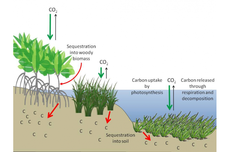 Updated Analysis Confirms Mangroves, Tidal Marshes, and Seagrass Meadows Are Powerful Climate Buffers